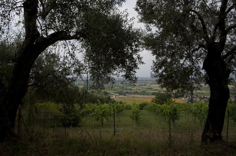 Agriturismo La Grotta San Giuliano Terme Eksteriør bilde